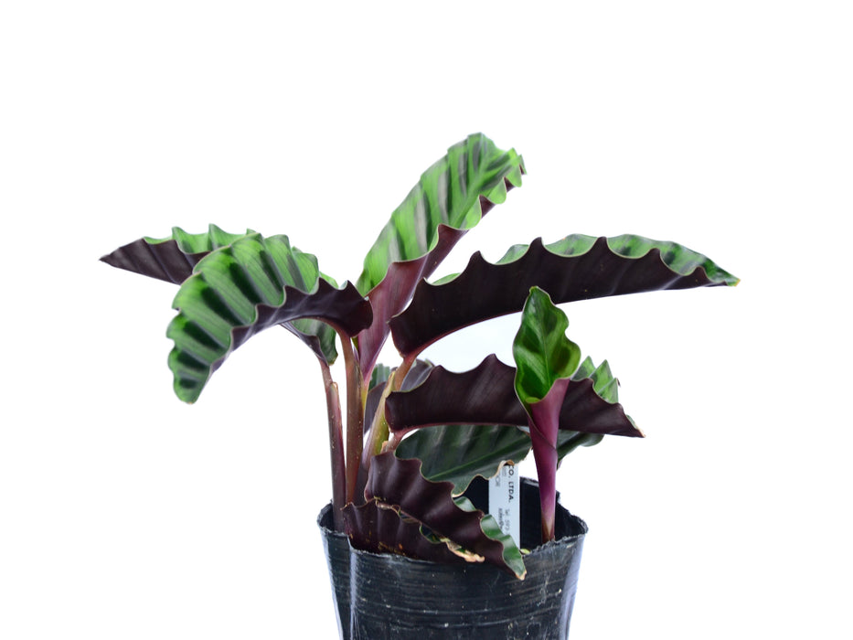 Calathea gandersii