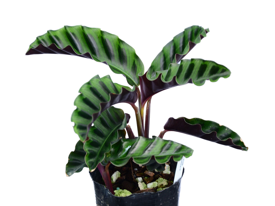 Calathea gandersii