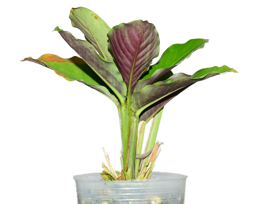 Calathea loeseneri 4