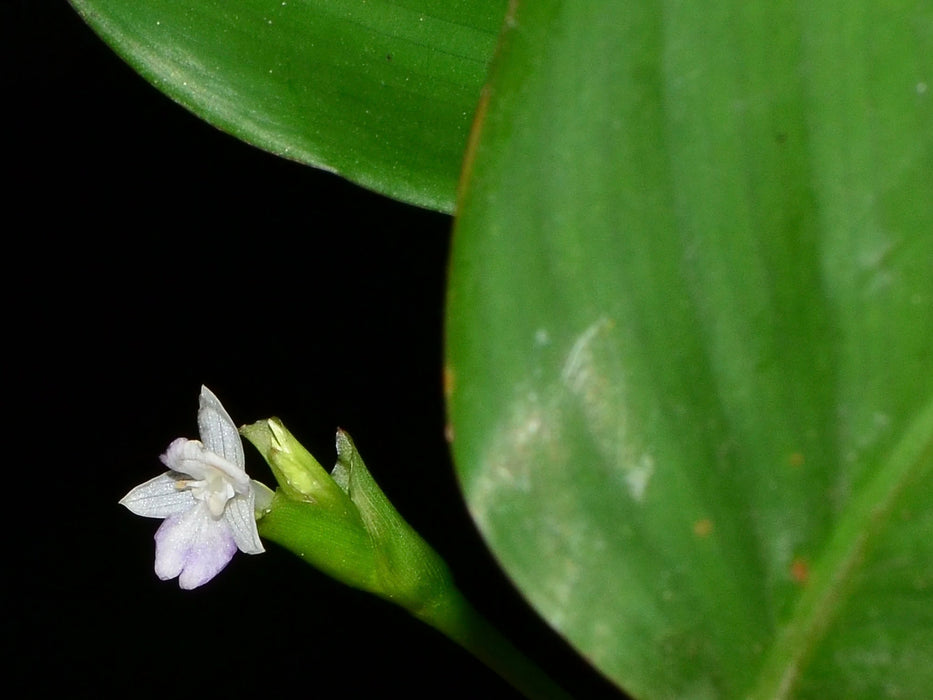 Calathea loeseneri