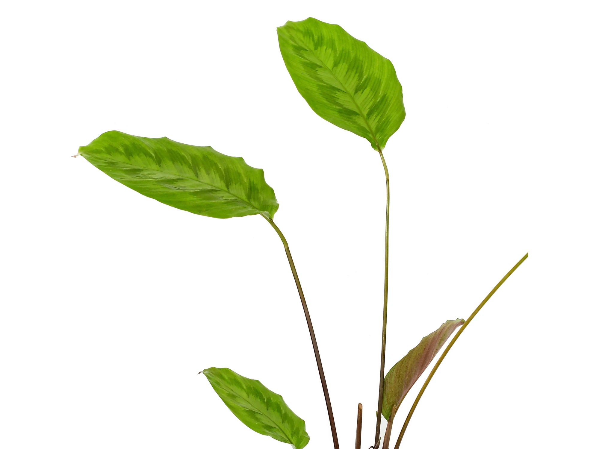 Calathea makoyana — Ecuagenera Orquídeas del Ecuador