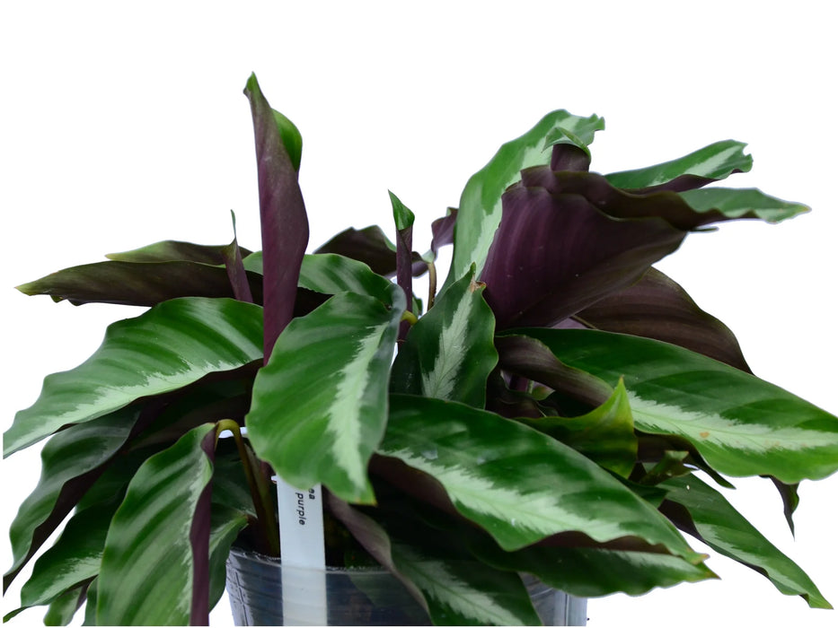 Calathea micans