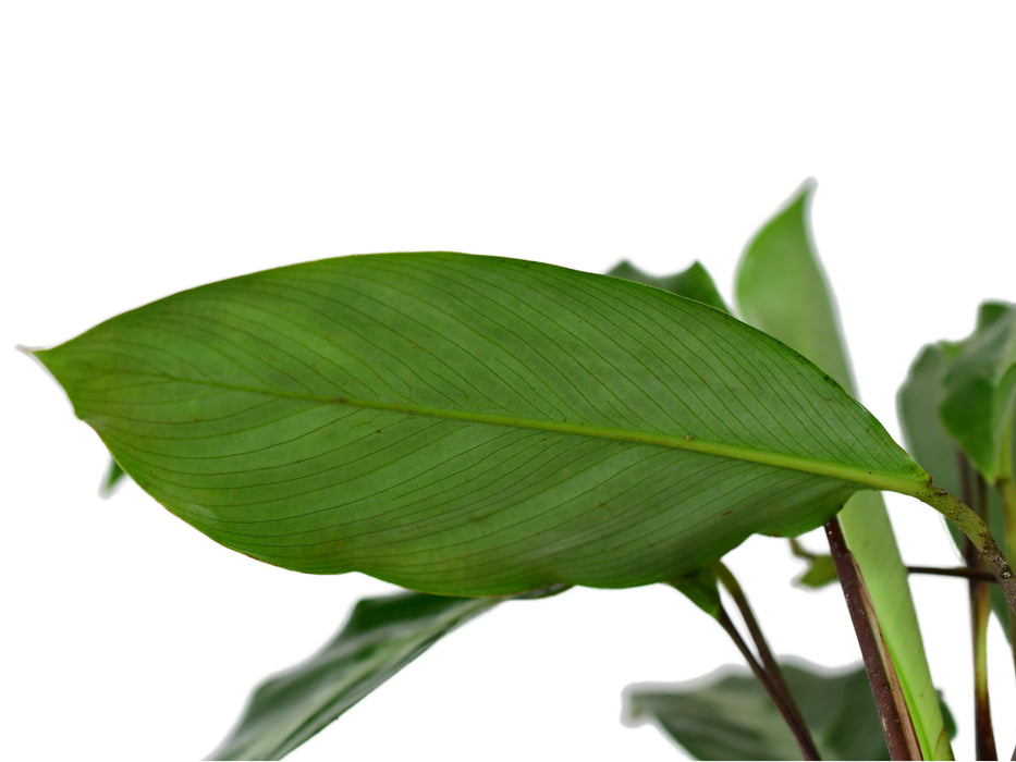 Calathea micans