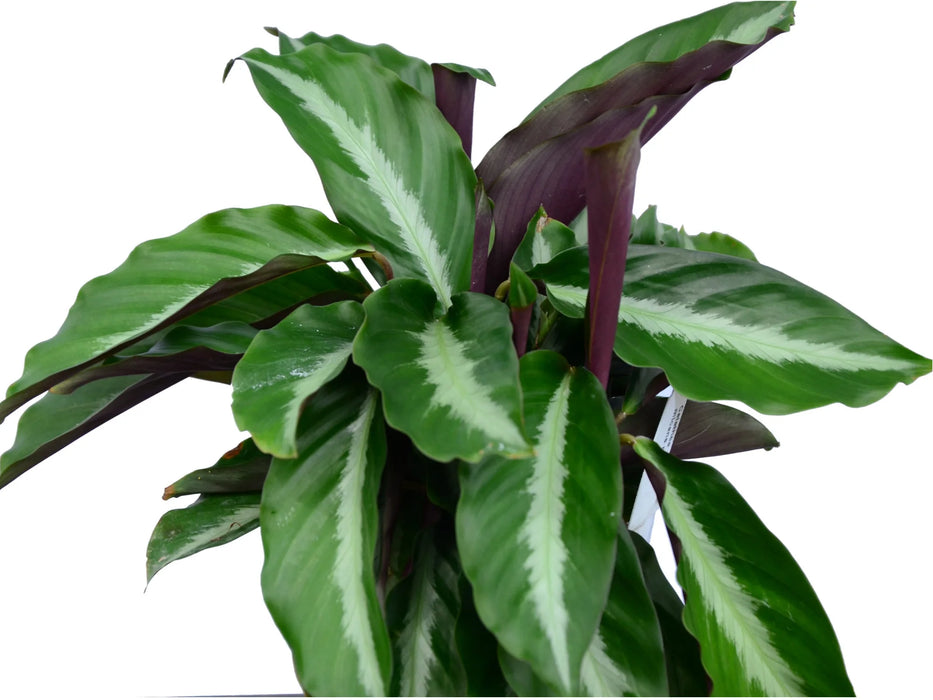 Calathea micans