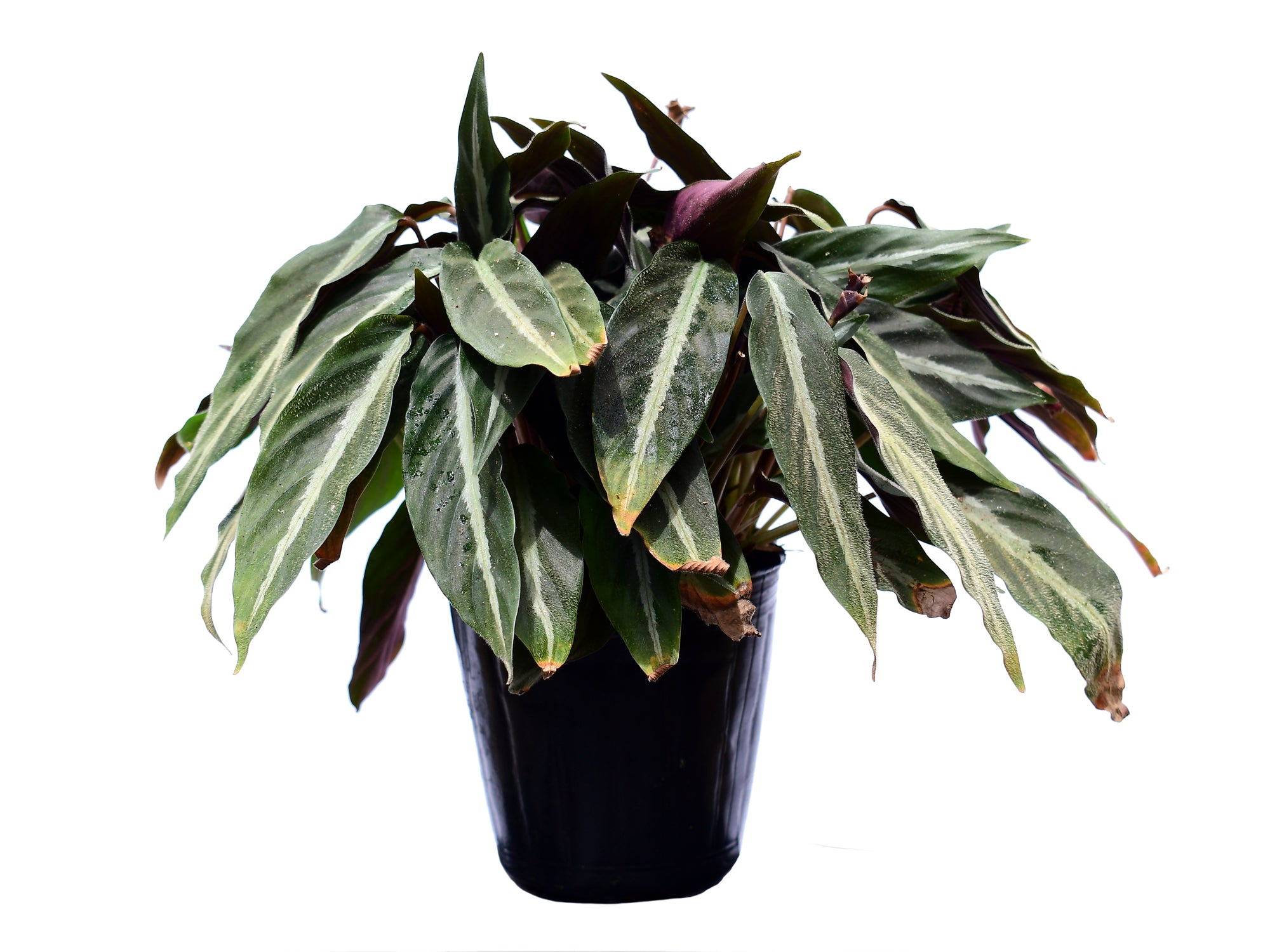 Calathea micans velvety