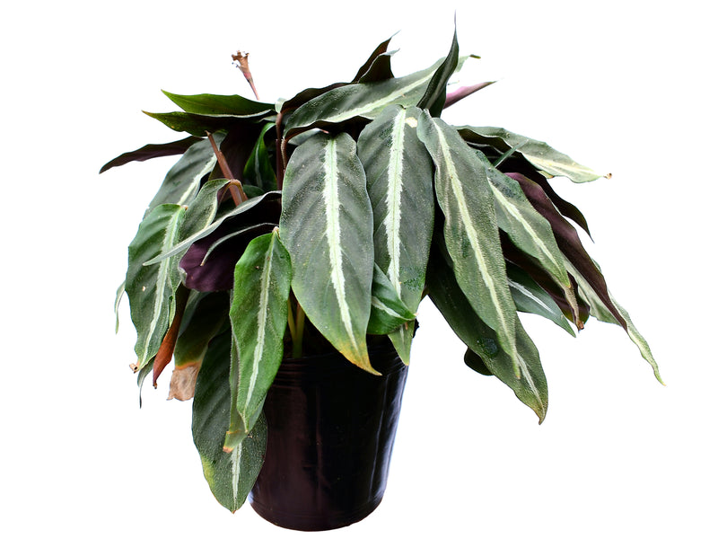 Calathea micans velvety