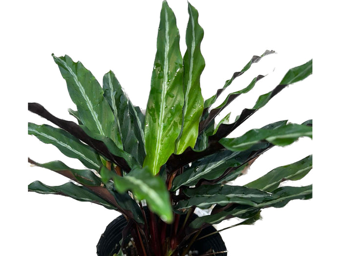 Calathea micans narrow