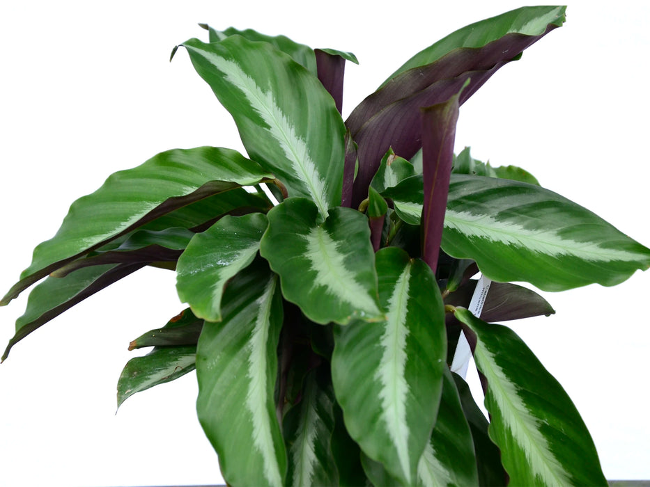 Calathea micans purple