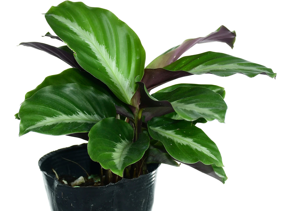 Calathea micans purple