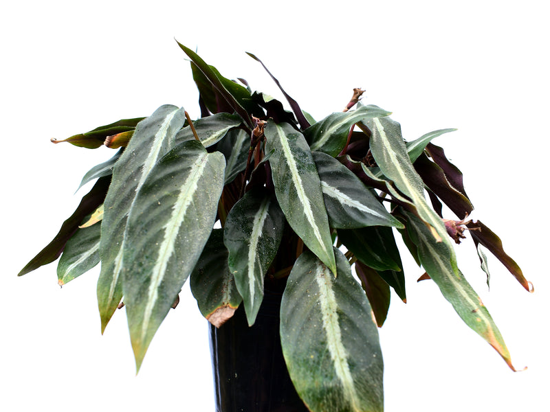 Calathea micans velvety