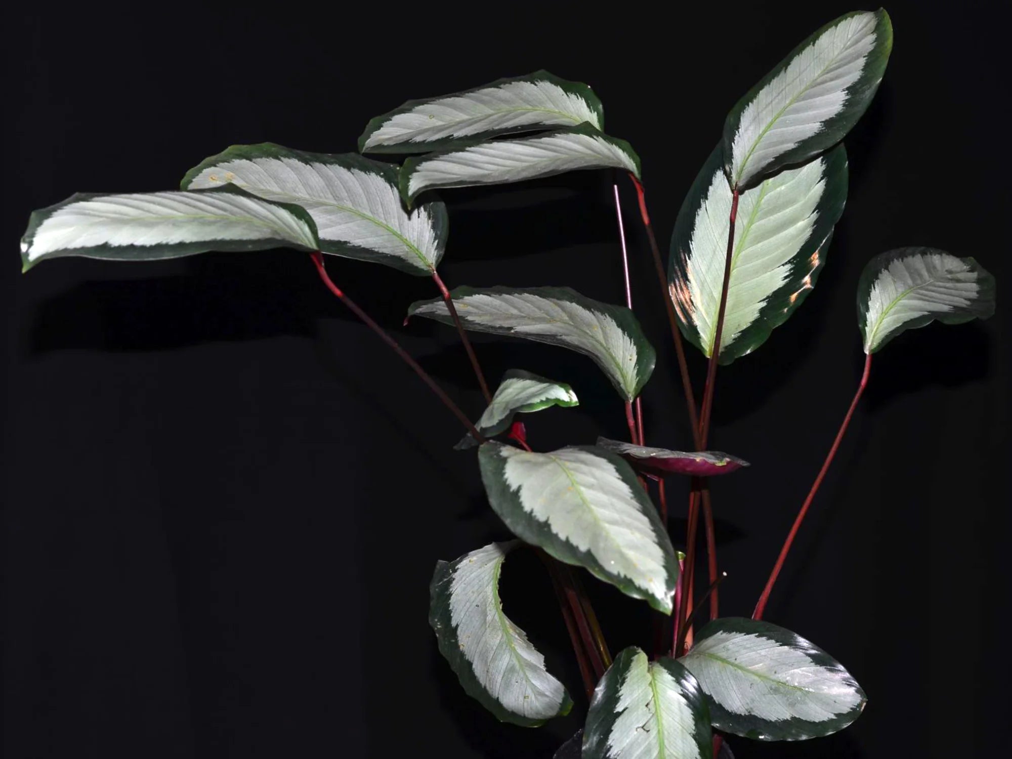 calathea pictura argentea Calathea picturata var. argentea