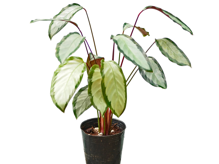 Calathea picturata var. argentea