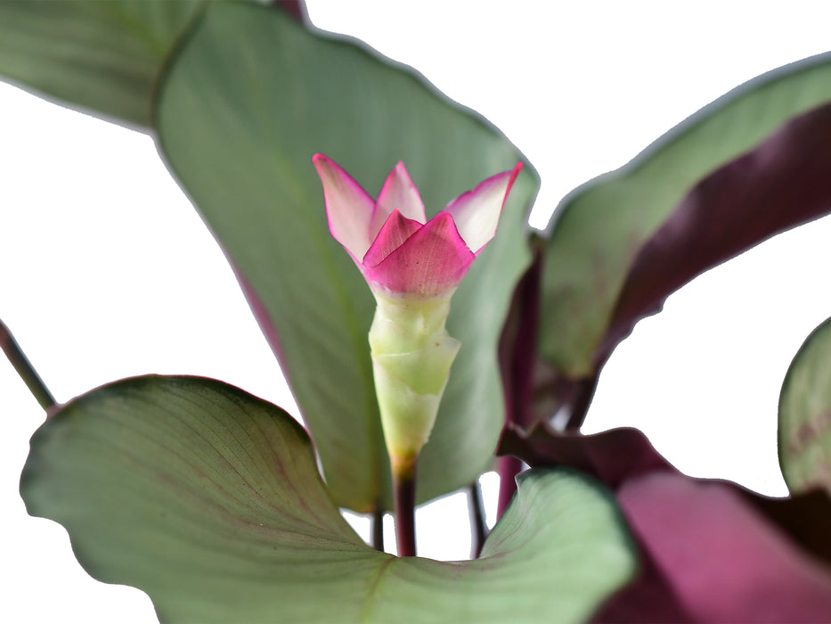 Calathea Pink Aurora