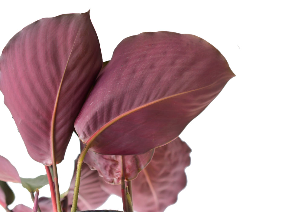 Calathea Pink Aurora