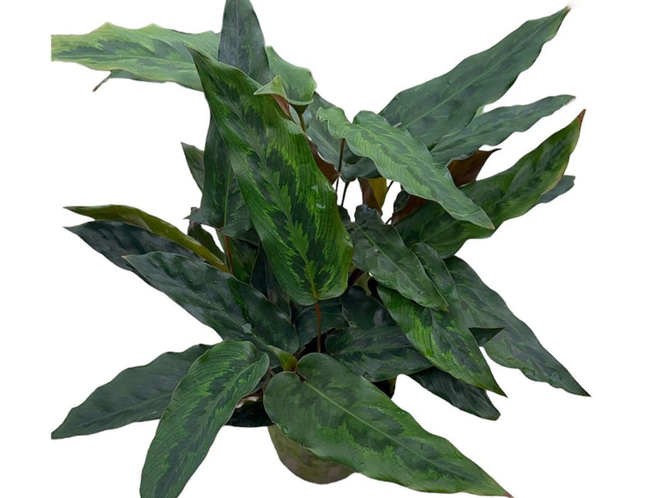 Calathea pseudoveitchiana cf