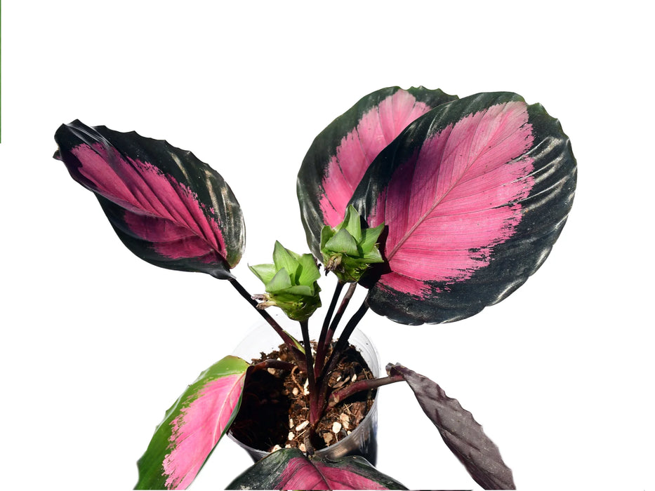 Calathea roseopicta