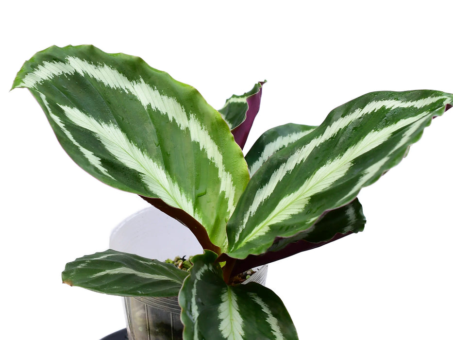 Calathea roseopicta cf