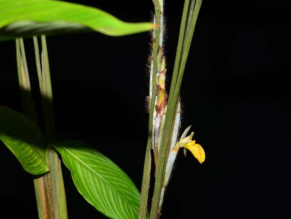 Calathea rufibarba