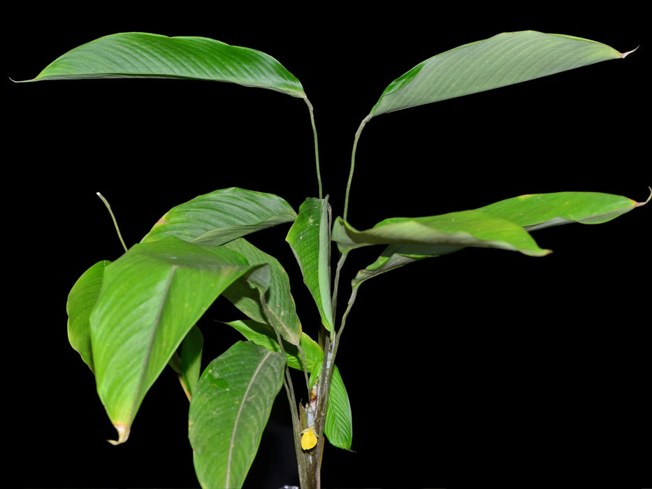 Calathea rufibarba