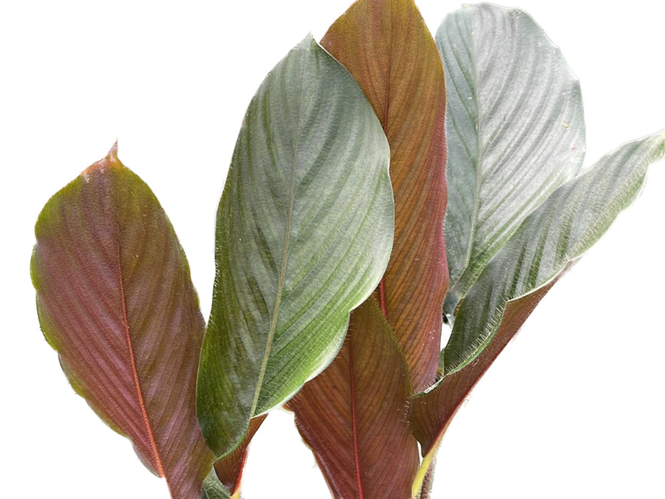 Calathea rufibarba cf