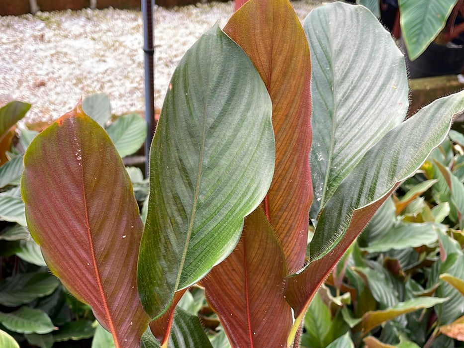 Calathea rufibarba cf