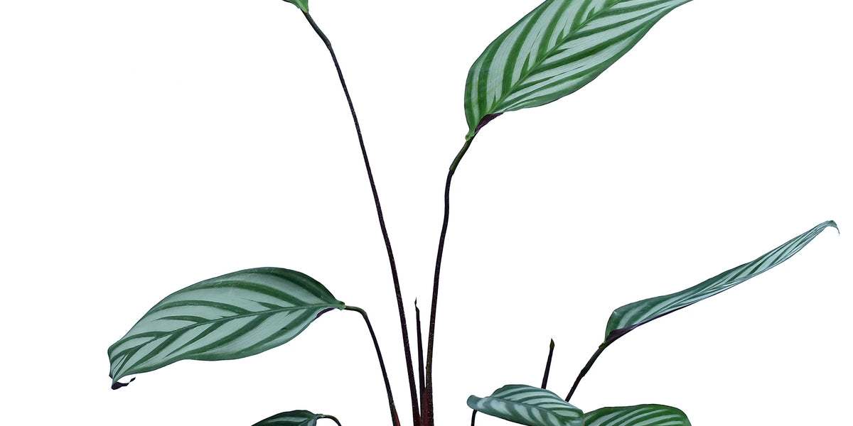 tiger calathea Calathea Bengal Tiger — Ecuagenera Orquídeas del Ecuador