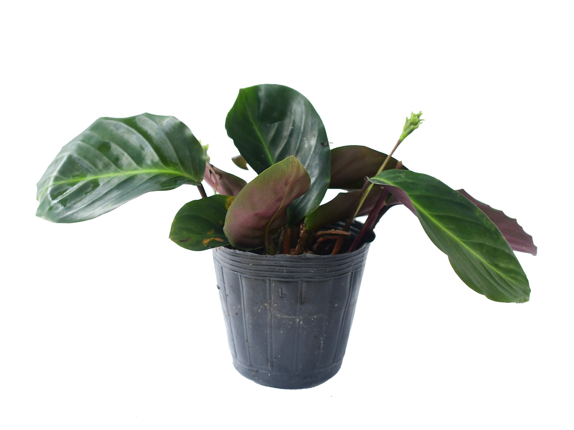 Calathea San Antonio