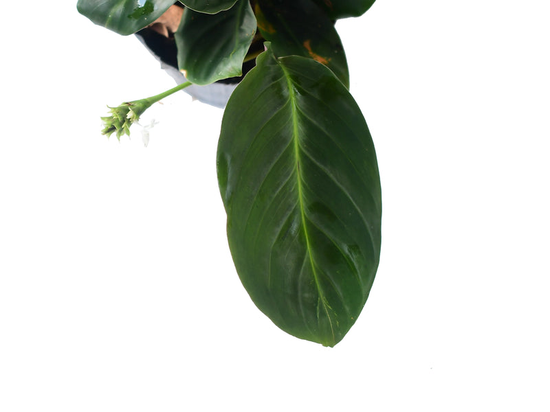 Calathea sp 'San Antonio'