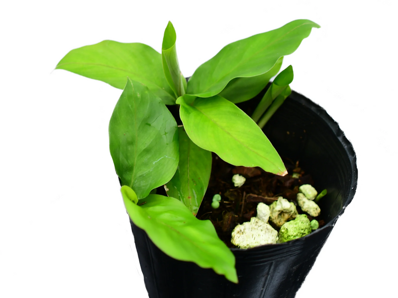 Calathea sp 'Sucumbios'