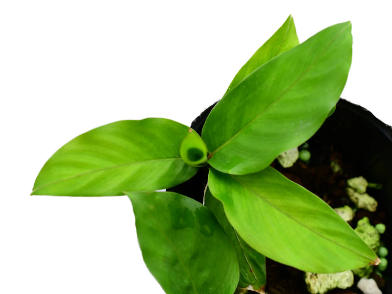 Calathea sp 'Sucumbios'