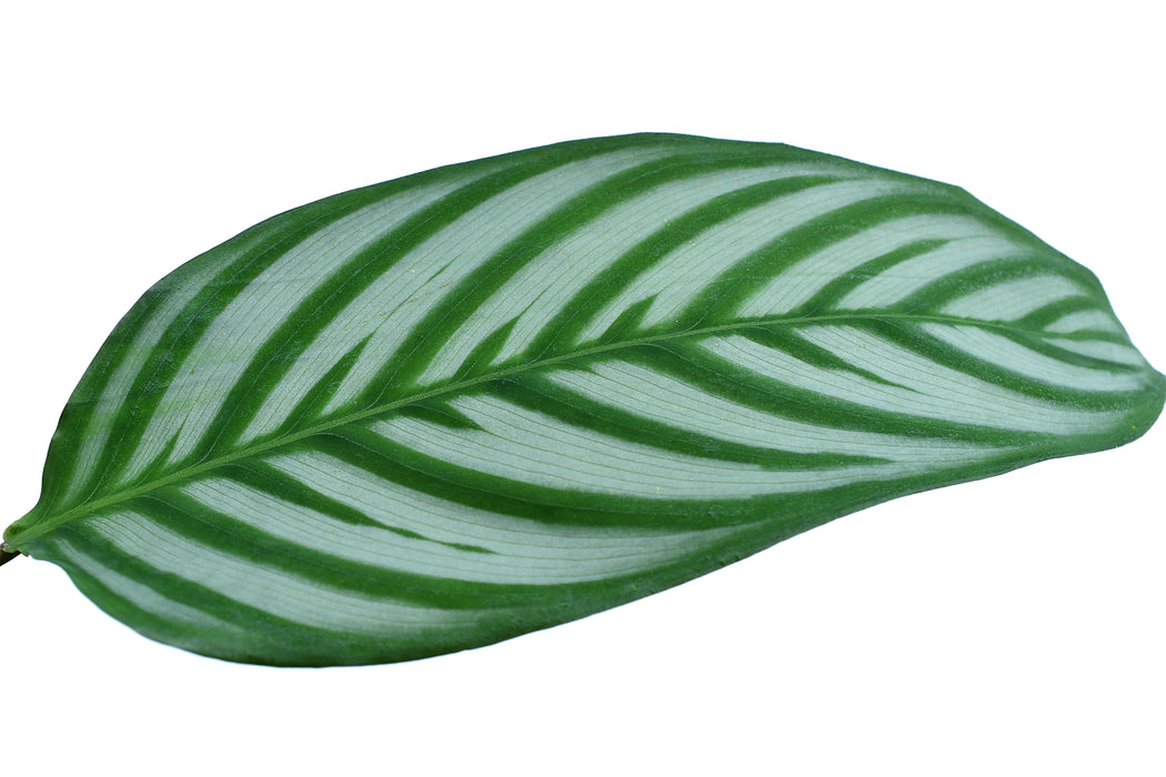 Calathea sp 'Bengal tiger'