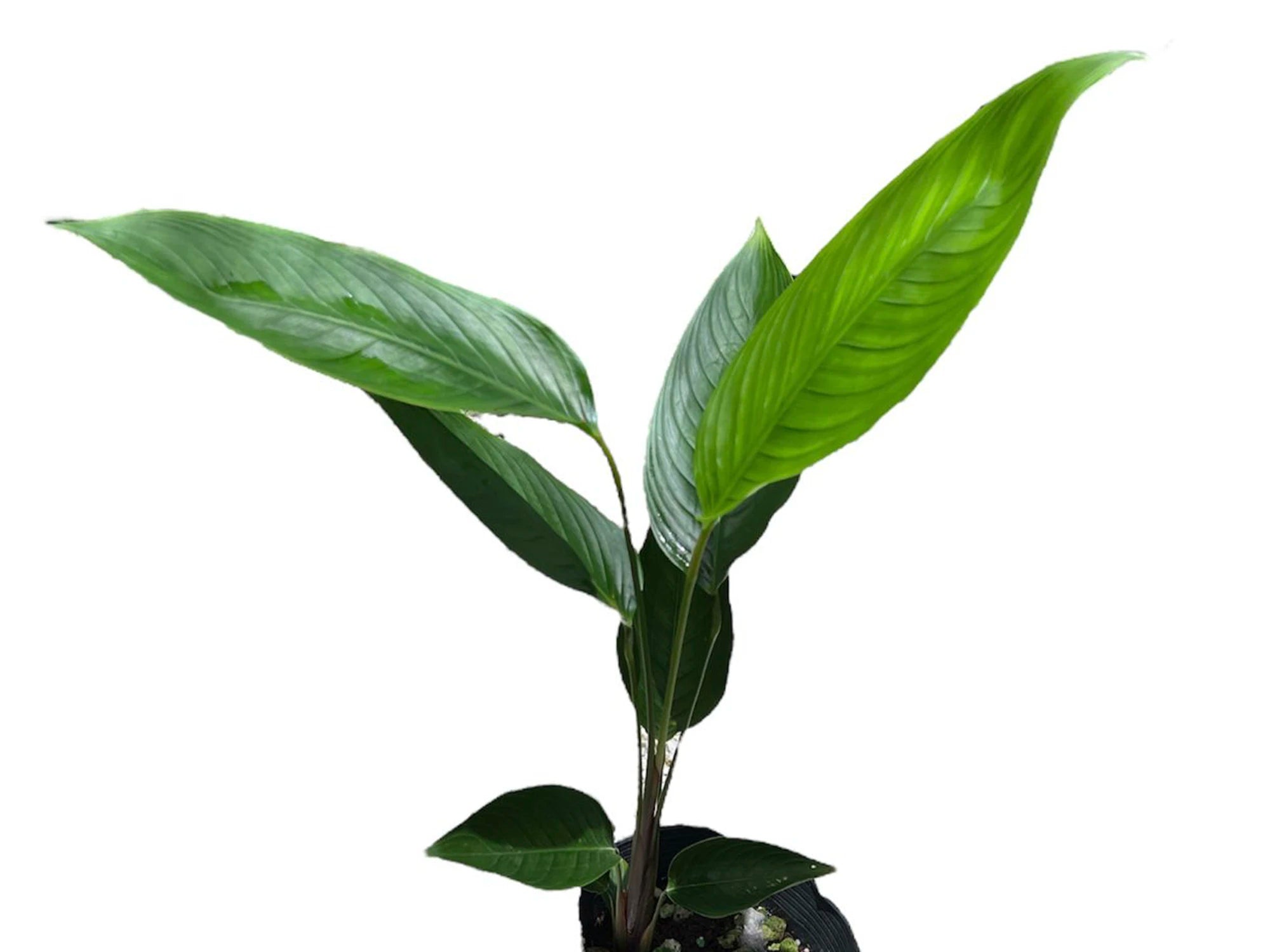 Calathea Green Garden