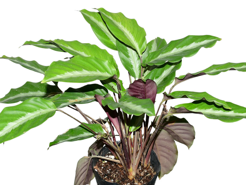 Calathea sp 'micans slim'