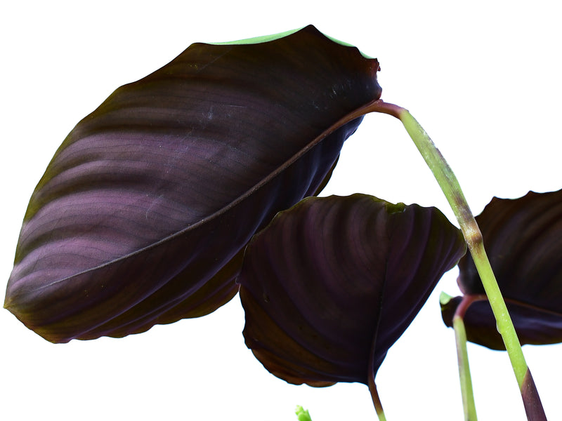 Calathea sp 'turtle'