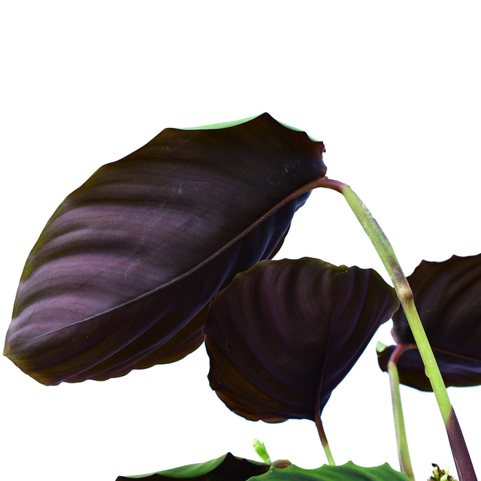 Calathea sp turtle