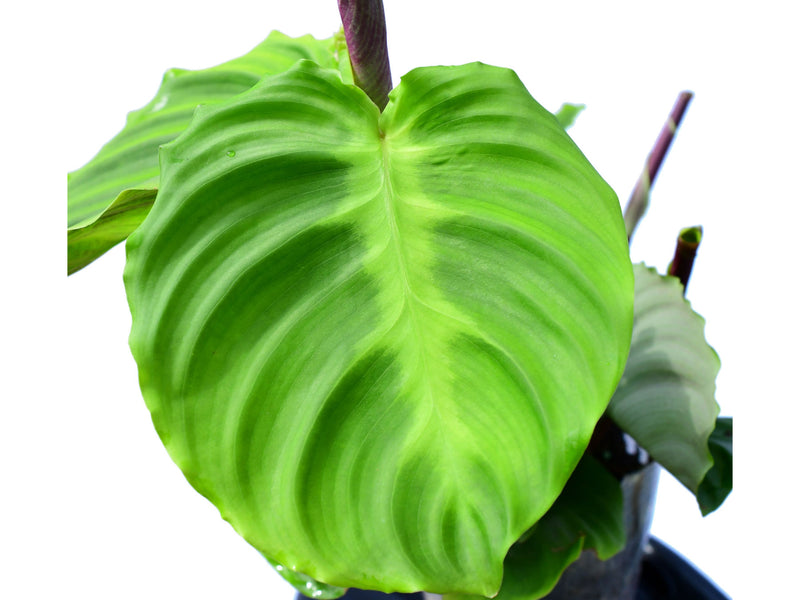 Calathea sp 'turtle'