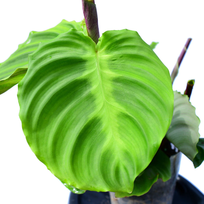 Calathea sp turtle