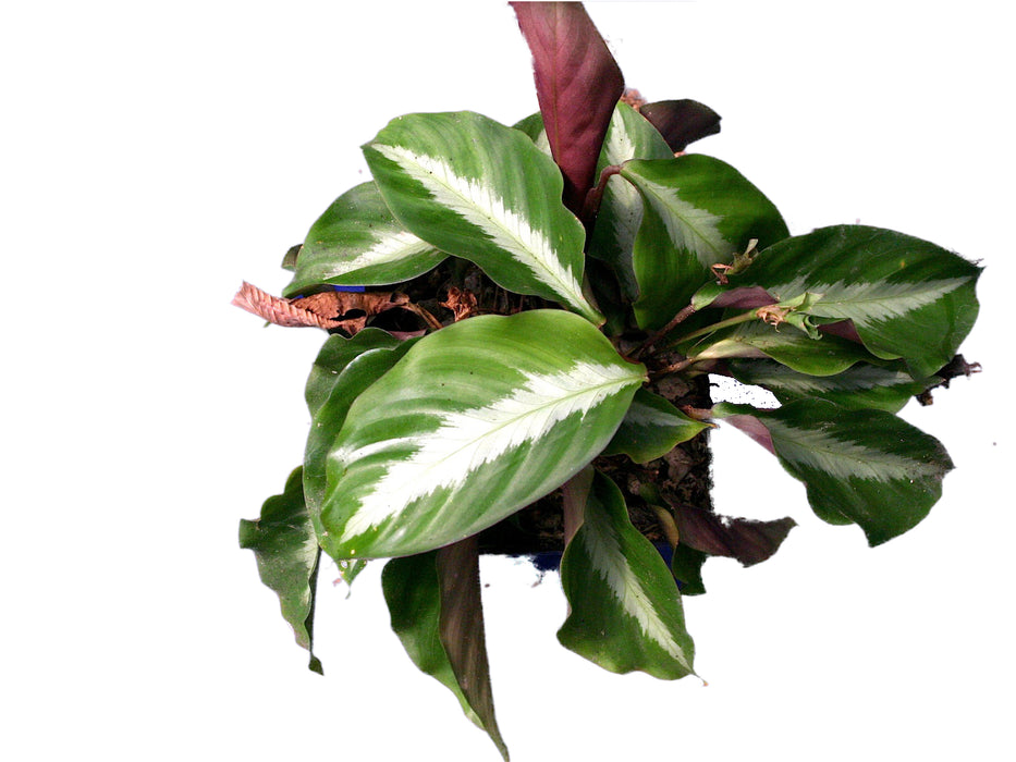 Calathea undulata