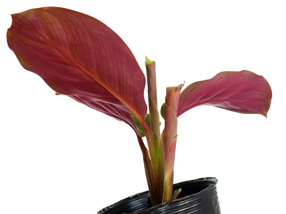 Calathea warscewiczii