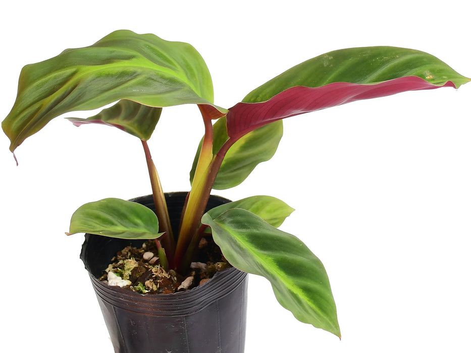 Calathea warscewiczii