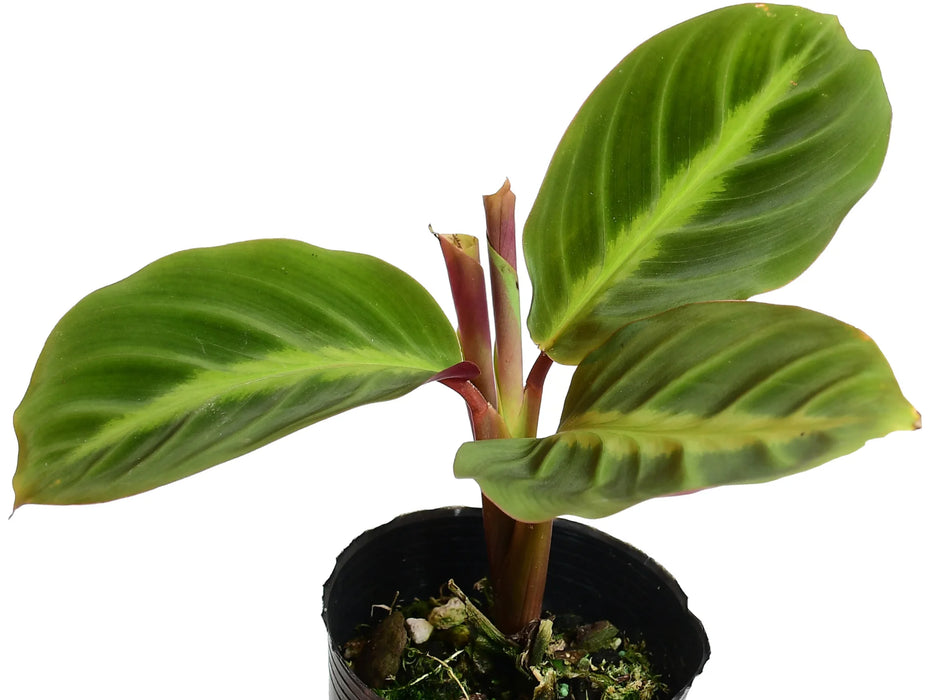 Calathea warscewiczii