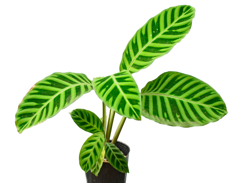 Calathea zebrina 1