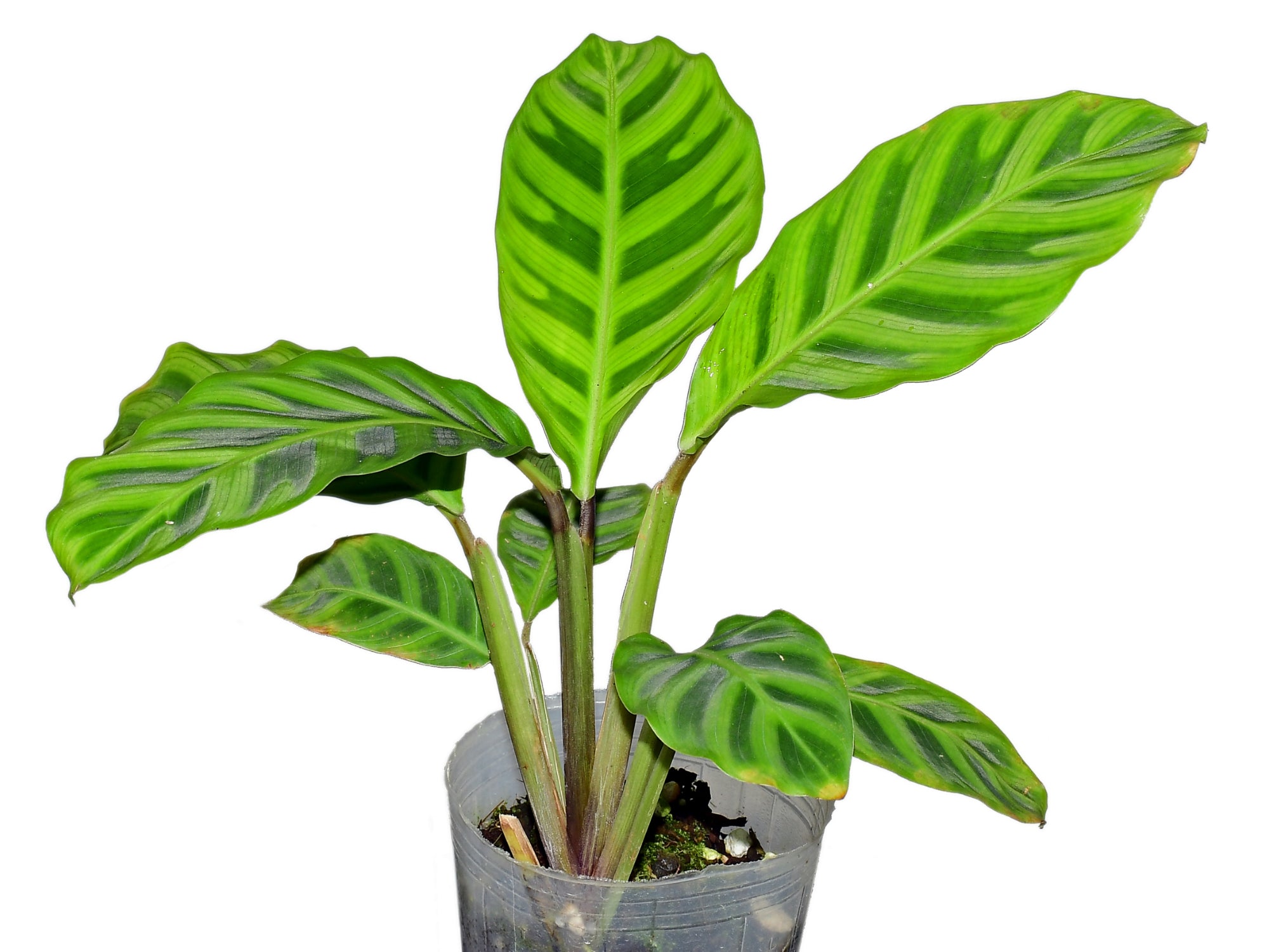 Calathea zebrina 1