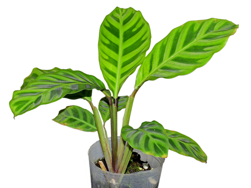 Calathea zebrina 1