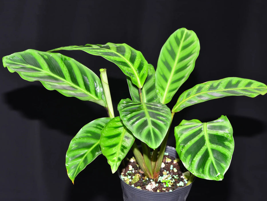 Calathea zebrina