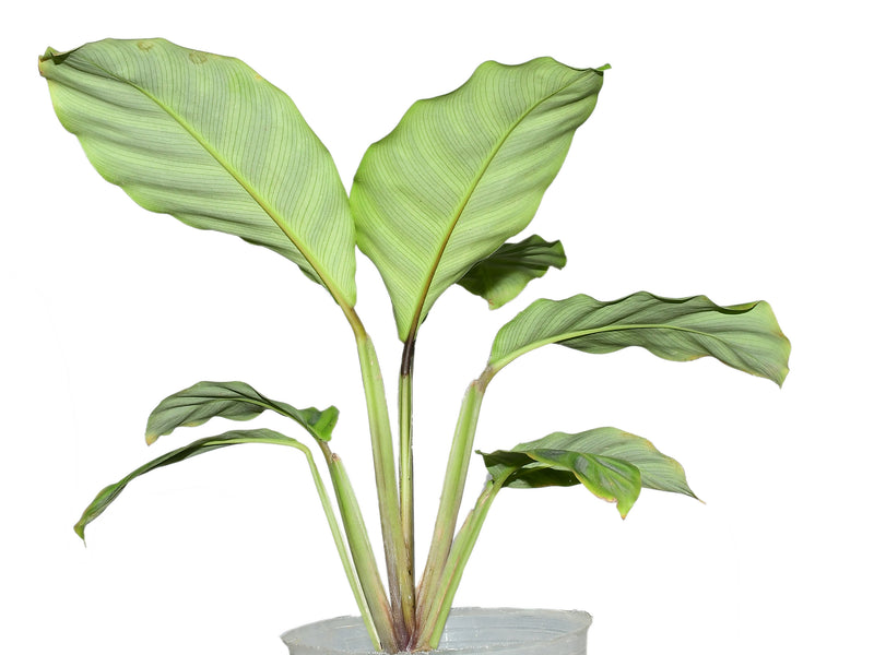 Calathea zebrina 1