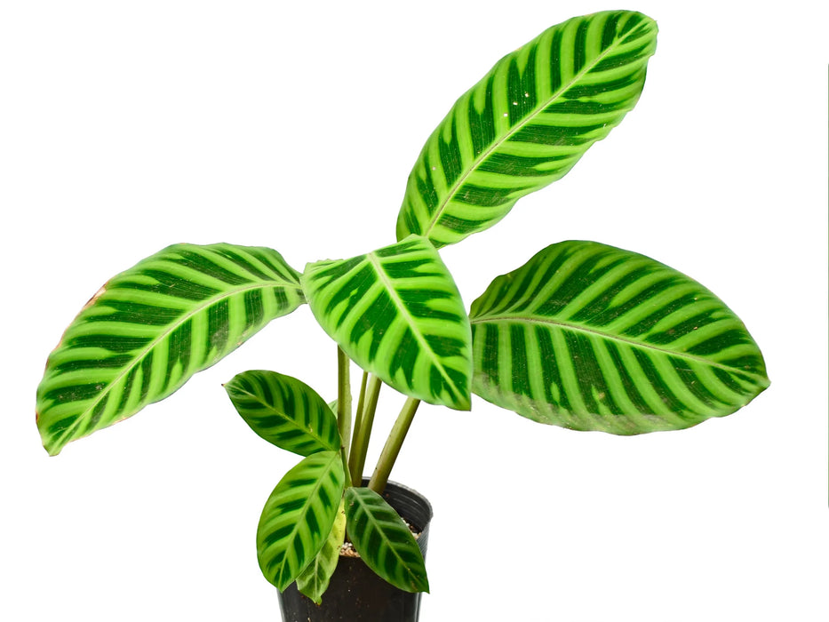 Calathea zebrina