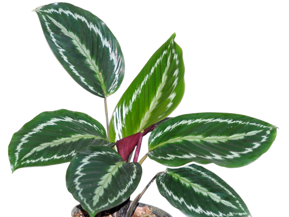 Calathea picturata