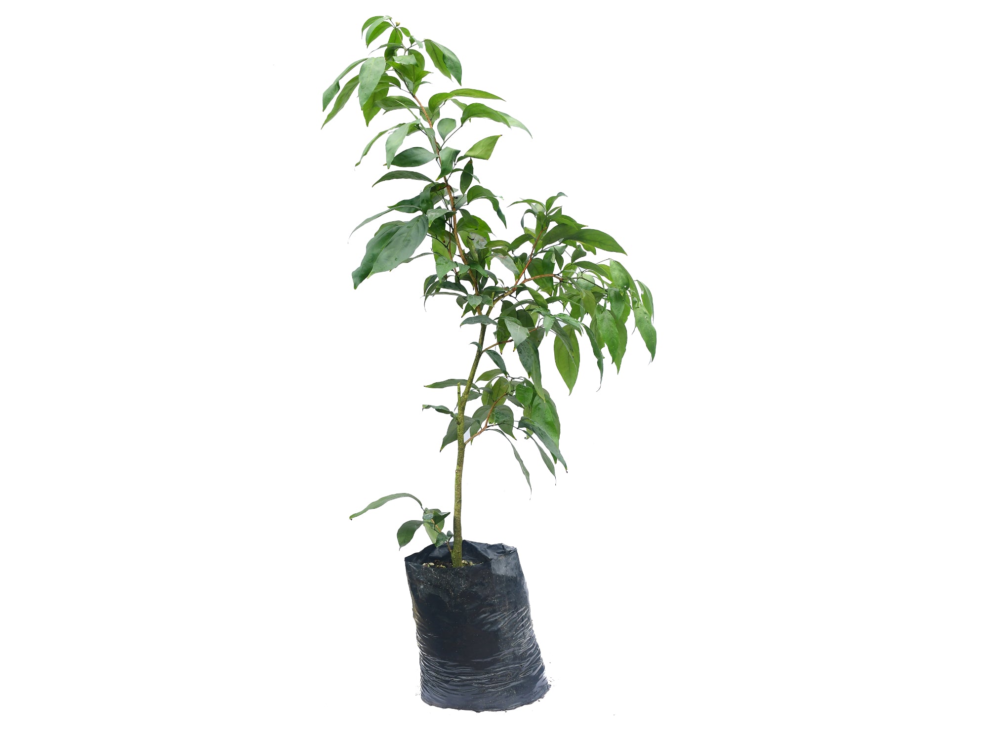 Calliandra trinervia