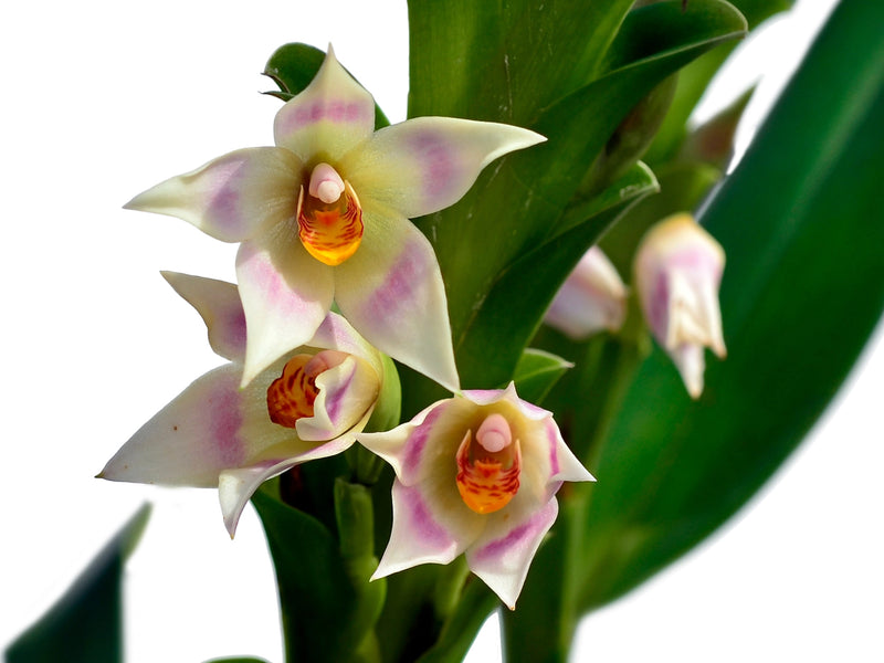 Maxillaria carinulata